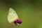 Common Emigrant or Lemon Emigrant butterfly Catopsilia pomona