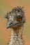 Common Emu - Dromaius novaehollandiae