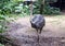 Common Emu Dromaius novaehollandiae bird
