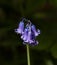 Common English Bluebell Detail Portrait