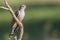 Common or Eurasian Cuckoo, Perched On Dead Branch