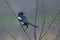 Common Eurasian magpie