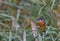 Common, eurasian or river kingfisher, Alcedo atthis, Switzerland
