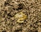 common Eurasian spadefoot toad
