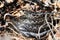 Common European adder or common European viper (Vipera berus) female coiled in the foliage.