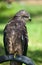 Common European Buzzard