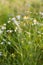 Common european chamomile growing wildly in a field