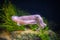 The Common European Cuttlefish Sepia Offcinalis underwater