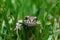 Common european frog grass background front face view