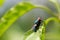 A common European greenbottle fly perched on a plant leaf