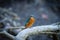 Common European Kingfisher or Alcedo atthis perched on a stick above the river and hunting for fish