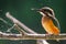 Common European Kingfisher or Alcedo atthis perched on a stick above the river and hunting for fish