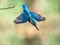 Common European Kingfisher dive