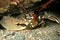 Common European Lobster underwater in a cave