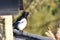Common or European magpie Pica pica perched on a roof