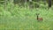 Common European mammal Roe deer, Capreolus capreolus sniffing and running away on a lush grassland