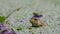 Common european Marsh Frog Pelophylax ridibundus, hiding and jumping in lemna