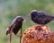 Common European Starlings Having a Disagreement Over Food
