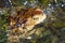 Common or European toad brown colored in latin bufo bufo