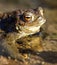 Common or European toad brown colored in latin bufo bufo