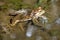 Common or European toad brown colored in latin bufo bufo