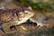 Common or European toad brown colored in latin bufo bufo