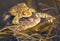 Common or European toad brown colored, Mating toads