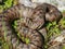 The common European viper latin name: Vipera berus