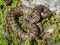 The common European viper latin name: Vipera berus