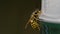 Common european wasp (Vespula vulgaris)