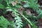 A common evening brown butterfly on fern frond with fern frond