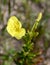 Common Evening Primrose