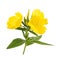 Common evening primrose