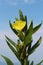 Common evening primrose American wildflower yellow bloom