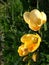 Common Evening Primrose blossom and buds.