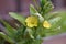 Common evening primrose (Oenothera biennis)