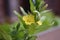 Common evening primrose (Oenothera biennis)