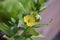 Common evening primrose (Oenothera biennis)