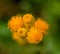 Common everlasting flower or Chrysocephalum apiculatum