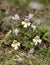 Common Eyebright