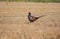 The common faggian The original biotope of the species is the hilly countryside of central-eastern Asia; the Common Pheasant has f