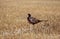 The common faggian The original biotope of the species is the hilly countryside of central-eastern Asia; the Common Pheasant has f