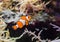 Common false percula clownfish also known as clown anemonefish, swimming in the water