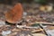 Common Faun butterfly