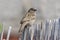 Common Female House Sparrow Passer Domesticus
