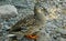 Common Female Mallard on Ottawa river shoreline.