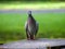 A common feral pigeon sat on a tree stump looking at the camera