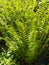 Common fern Dryopteris filix-mas in the dendrological park Macea Arad, Arad county, Romania