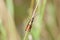 Common Field Grasshopper Chorthippus brunneus holds to the stem of the plant