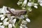 Common Field Grasshopper - Chorthippus brunneus - on White Crownbeard Wildflower